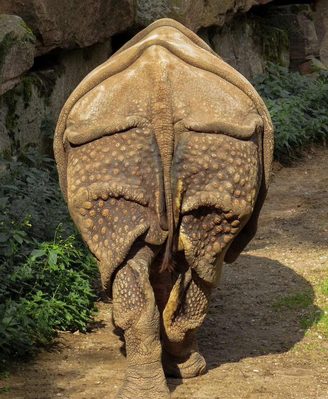 rhino, pachyderm, zoo-936298.jpg